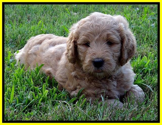 DT pups 6 wks old 15