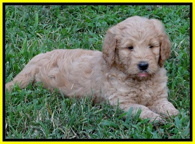 DT pups 6 wks old 18