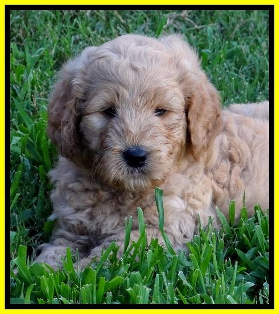 DT pups 6 wks old 22