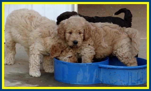 DT pups 6 wks old 30
