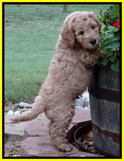 DT pups 7 wks old 1