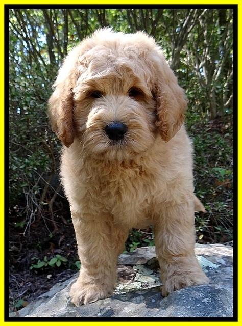 DT pups 8 wks old 22