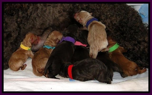 Dar Gus newborn 2