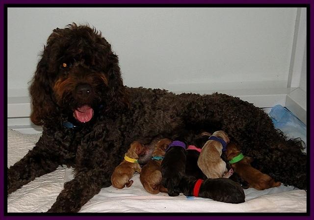 Dar gus new born 1