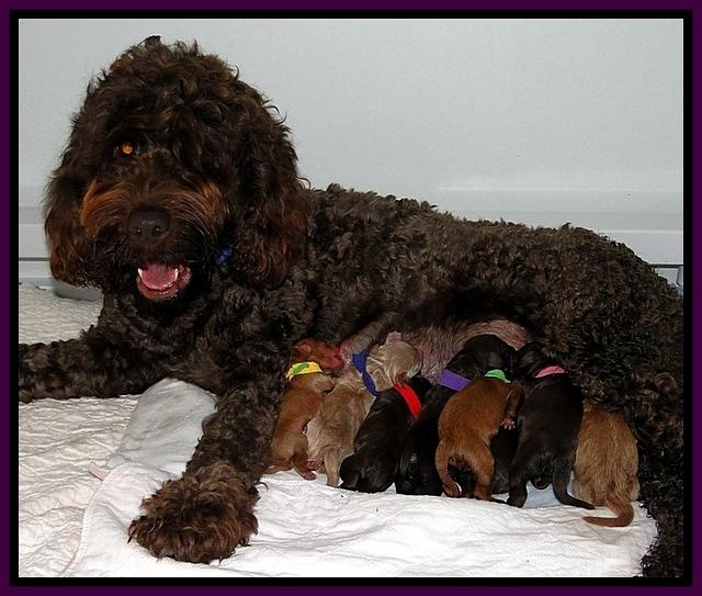 Dar gus newborn 3