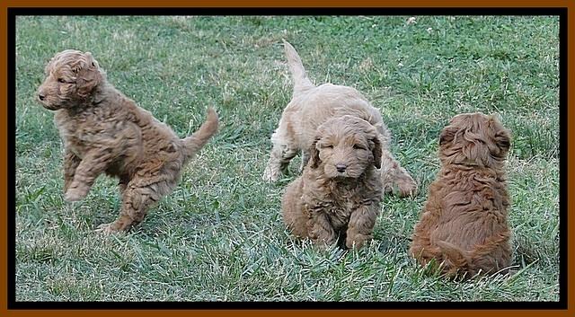 Dargus pups 6.5 wks old 10