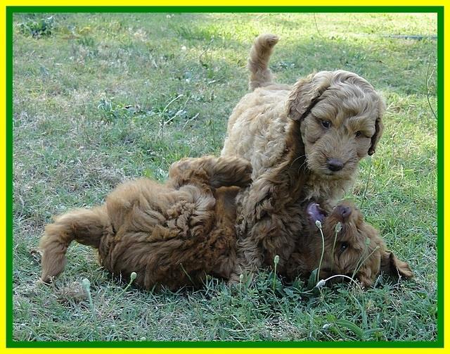 Dargus pups playing 7 wks old