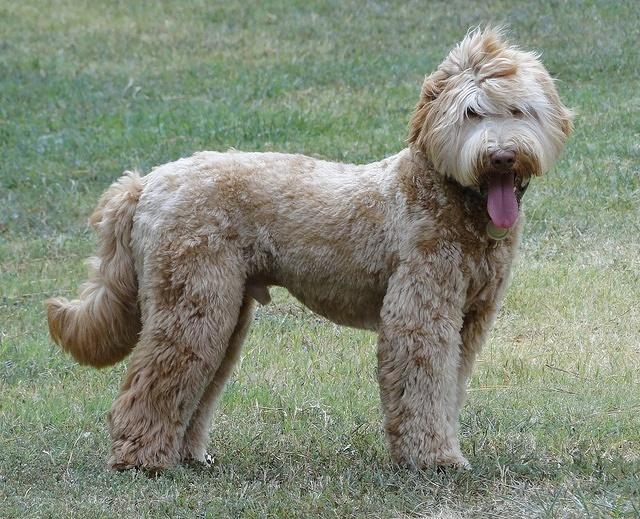 Gus standing pasture windy day 8 mos old