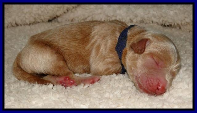 DarGus pups 1 day old 2