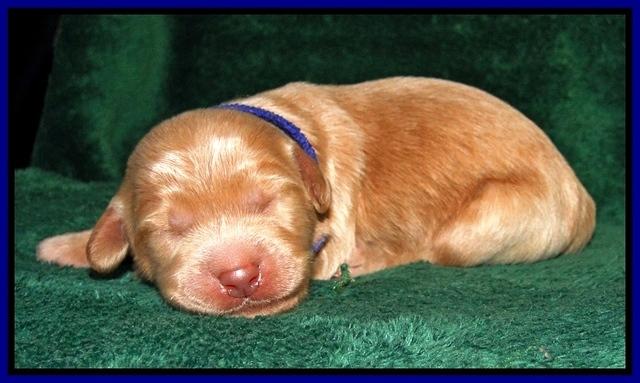 Dargus pups 1 wk old 1