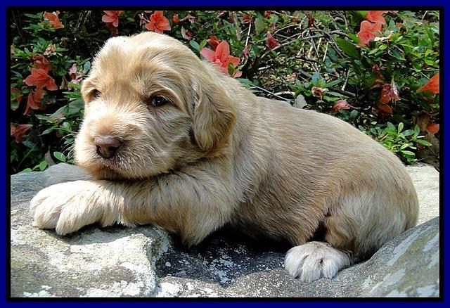 Dargus pups 3 wks old 2