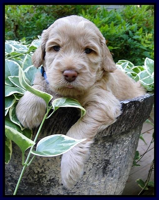 Dargus pups 4 wks old 2