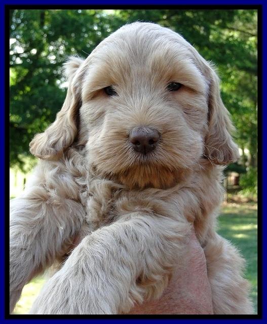 Dargus pups 6 wks old 37