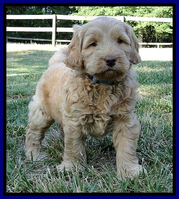 Dargus pups 6 wks old 40