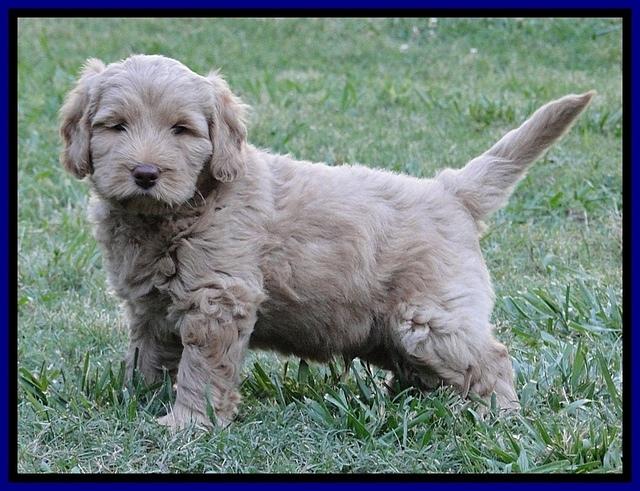 Dargus pups 6.5 wks old 2