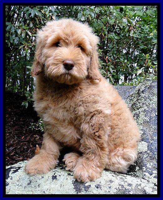 Dargus pups 9 wks old 3 (2)