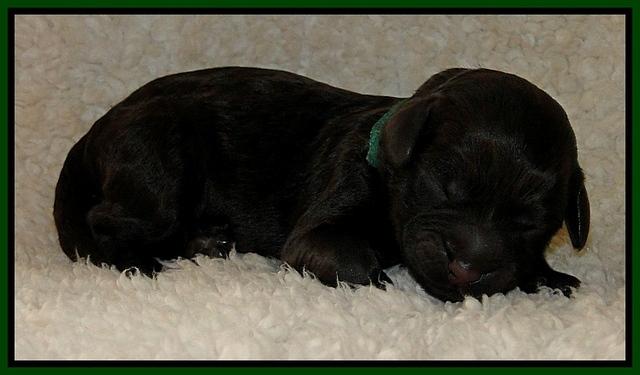 Dargus pups 1 day old 25