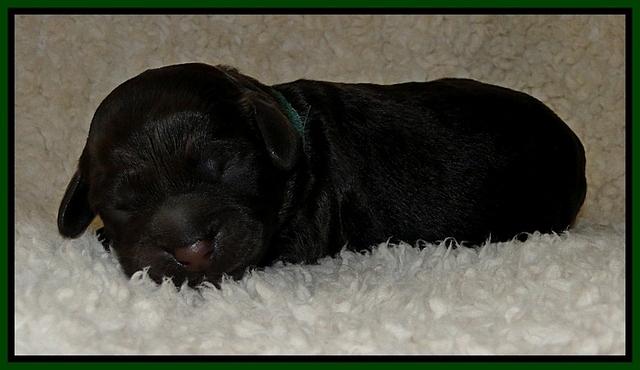 Dargus pups 1 day old 27