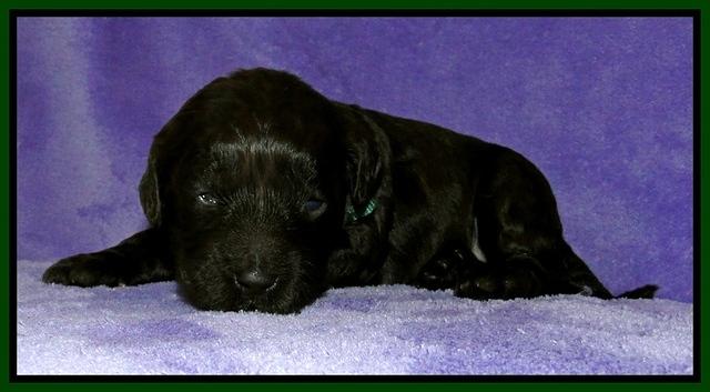 Dargus pups 2 wks old 32