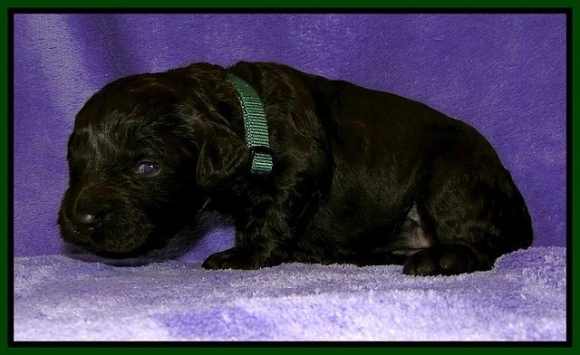 Dargus pups 2 wks old 33
