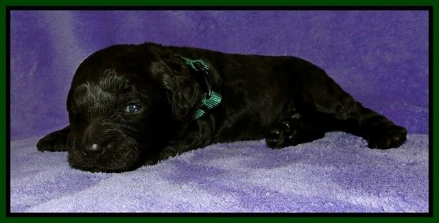 Dargus pups 2 wks old 34