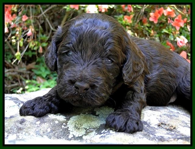 Dargus pups 3 wks old 25