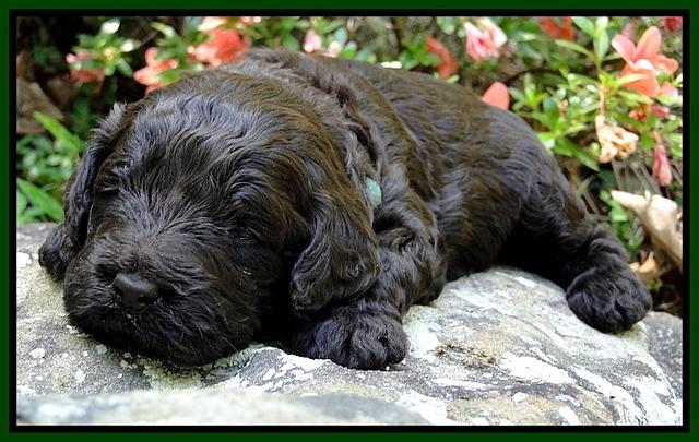 Dargus pups 3 wks old 30