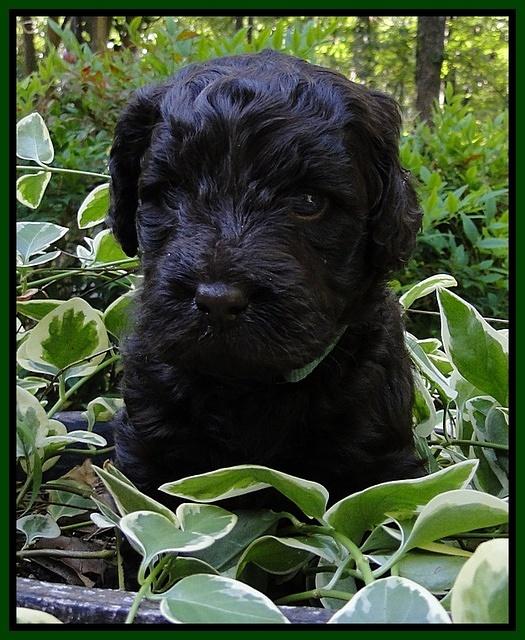 Dargus pups 4 wks old 28