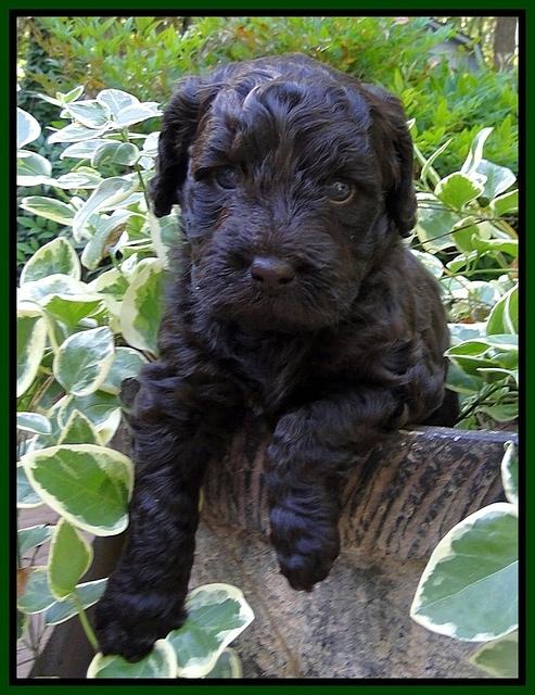 Dargus pups 4 wks old 29