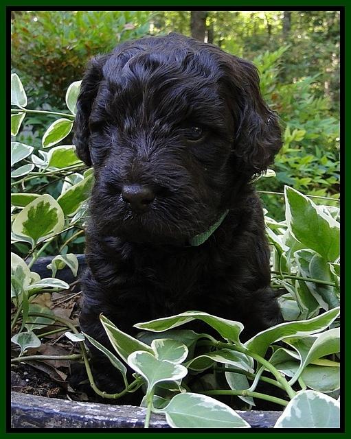 Dargus pups 4 wks old 30