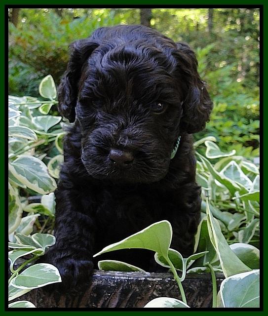 Dargus pups 4 wks old 31