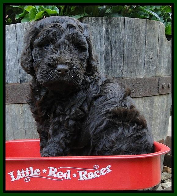 Dargus pups 5 wks old 13