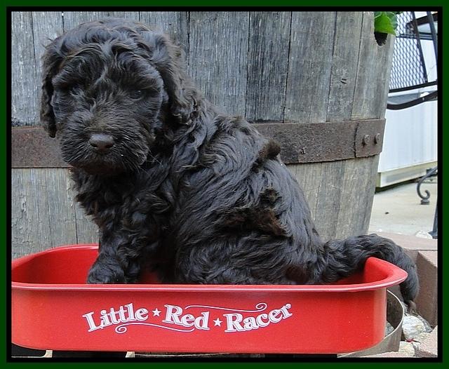 Dargus pups 5 wks old 14