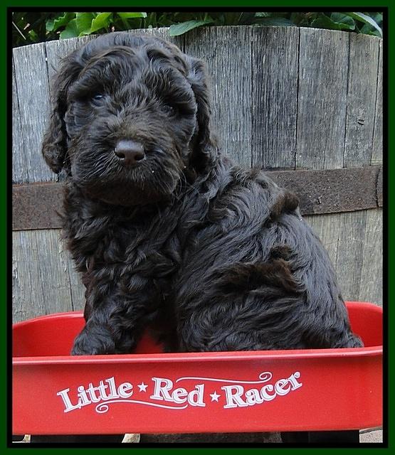 Dargus pups 5 wks old 15