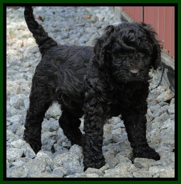 Dargus pups 6.5 wks old 24