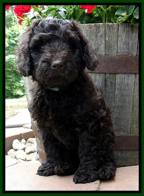 Dargus pups 7 wks old 2