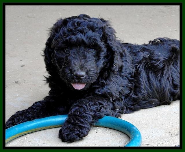 Dargus pups 7 wks old 7