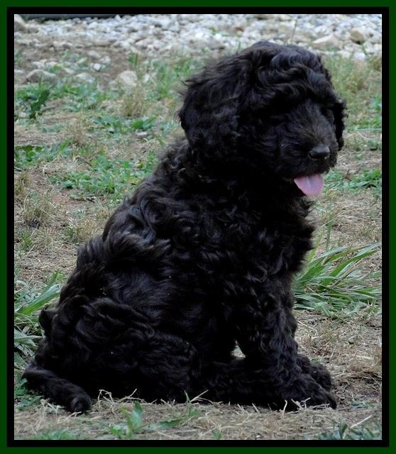Dargus pups 7 wks old 9