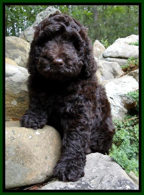 Dargus pups 8 wks old 33