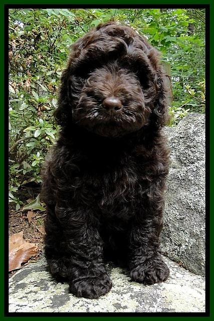 Dargus pups 8 wks old 34