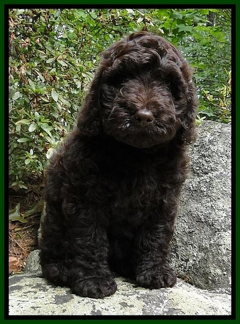 Dargus pups 8 wks old 35