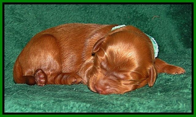 Dargus pups 1 wk old 11
