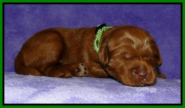 Dargus pups 2 wks old 13