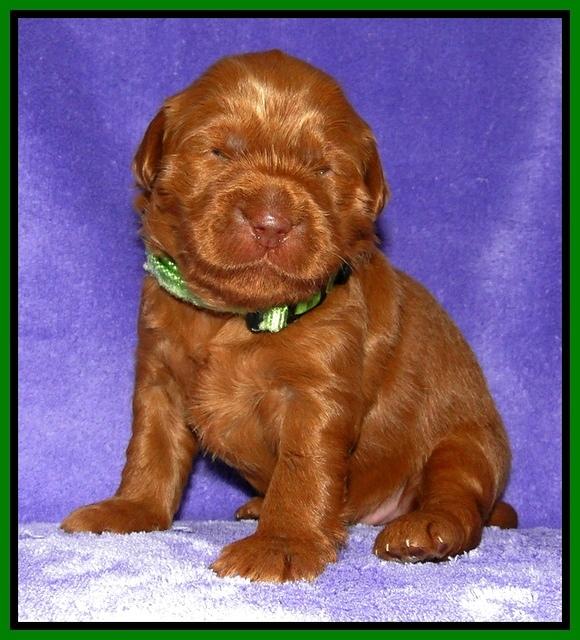 Dargus pups 2 wks old 14