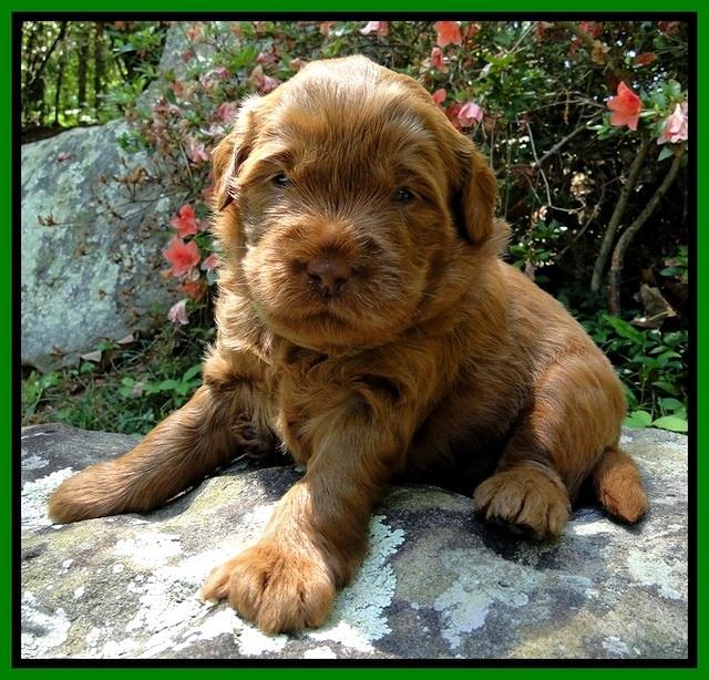 Dargus pups 3 wks old 10