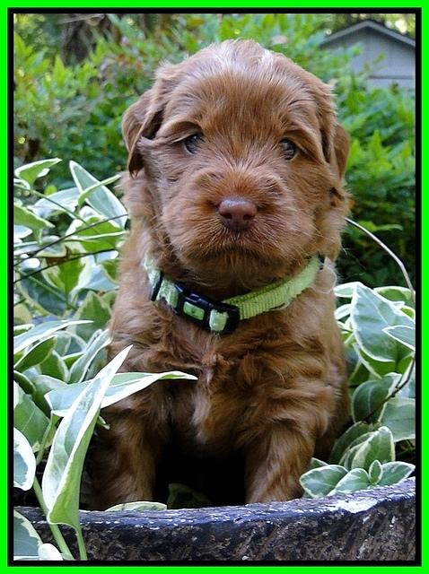 Dargus pups 4 wks old 13