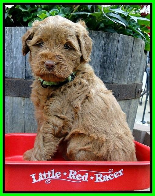 Dargus pups 5 wks old 5