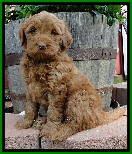 Dargus pups 6 wks old 10