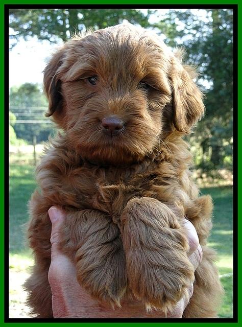 Dargus pups 6 wks old 13