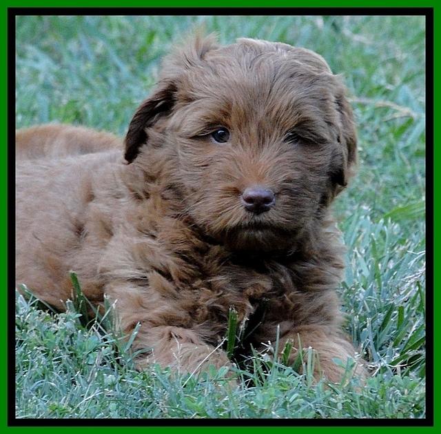 Dargus pups 6.5 wks old 5